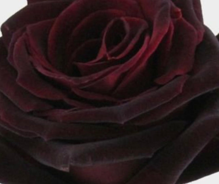 Black Baccara Eyeshadow Palette